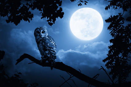 Owl Watches Intently Illuminated By Full Moon On Halloween Night