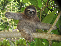 three toed sloth, nicaragua