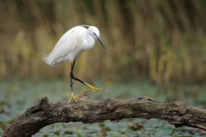 Little Egret walking on a tree stump at a small pond