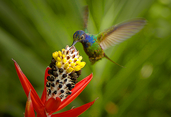 Kolibri-Nektar