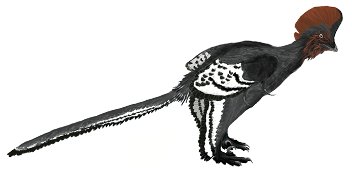 Anchiornis_martyniuk