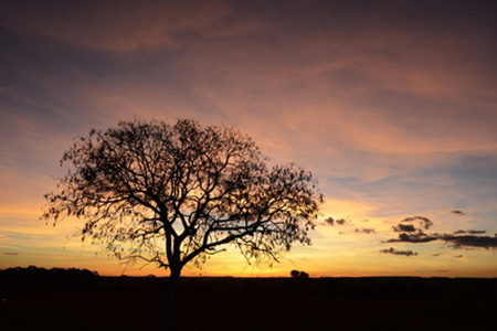 Pr-do-sol no Cerrado goiano