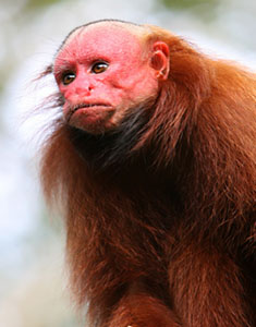 Bald Uakari, A red faced monkey in Peru