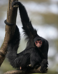 Red-faced spider monkey, Ateles paniscus, single mammal on branch,  Brazil