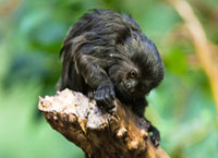 Goeldi's monkey (lat. Callimico goeldii)