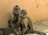 Three Capuchin Weeper Monkeys Cebus Olivaceus