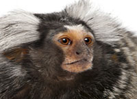 Common Marmoset, Callithrix jacchus, 2 years old, in front of white background