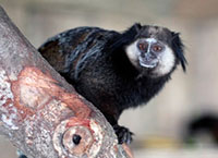 Aimal theme: black-tufted marmoset