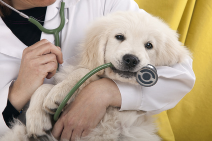 golden retriever puppy playing with a stethoscope vet