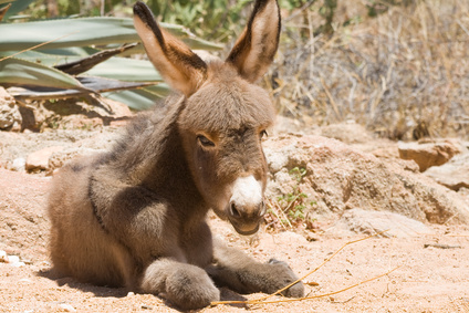 Donkey foal at the campsite.