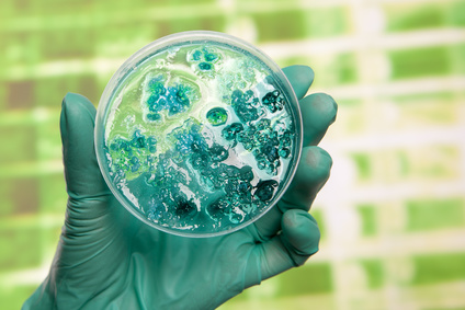 Scientist holding a petri dish with virus cells