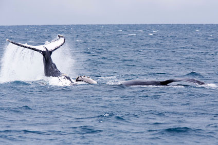 Humpback jubarte Whale of abrolhos islands in bahia state brazil