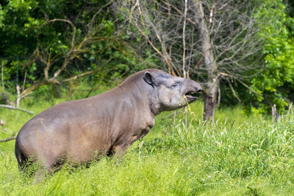Lowland tapir (Tapirus terrestris) male is grazing grass