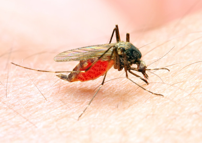 Sucking mosquito, dangerous vehicle of zika, dengue, chikungunya, malaria and other infections. Digital artwork on healthcare theme.