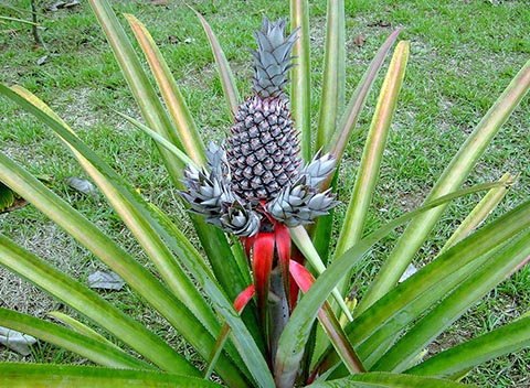 Ananas (Abacaxi) -  Foto: sabiá brasilinfo