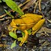 Porto Alegre Golden-eyed Treefrog