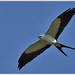 Swallow-tailed Kite