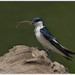 White-winged Swallow