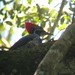 Female Lineated Woodpecker (Dryocopus lineatus erythrops)