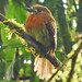 Near endemic, Moustached Puffbird, Malacoptila mystacalis, Mistrato,Pacific/Chocó Natural Region