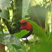 Endemic, Crested Ant Tanager, Habia cristata, Mistrato,Pacific/Chocó Natural Region