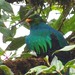 Golden-headed Quetzal, Pharomachrus auriceps.