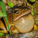 Male Blacksmith Tree Frog - Hypsiboas faber (Hylidae) 111s-6342