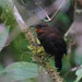 Tawny-throated Leaftosser, Montezuma road, Colombia