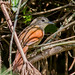 João-teneném-becuá - Synallaxis gujanensis - Plain-crowned Spinetail