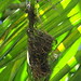 Ermitaño pecho canela [Rufous-breasted Hermit] (Glaucis hirsutus affinis) (Nido [Nest])