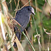 Dusky Antbird (Cercomacra tyrannina)