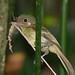 Olivaceous Flatbill (Rhynchocyclus olivaceus)
