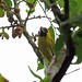 Yellow-green Grosbeak, REGUA, Brazil