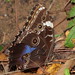 Butterfly: Morpho achilles achillaena - var. violacea [Hübner, 1819]