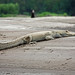 50.  White Caiman (Caiman crocodylus), On Route To Refugio Amazonas, Tambopata National Reserve, Madre De Dios, Peru
