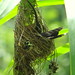 Ermitaño pecho canela [Rufous-breasted Hermit] (Glaucis hirsutus affinis) (♀ anidando [nesting ♀])