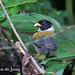 Golden-winged Sparrow, Arremon taciturnus with damaged beak.jpg