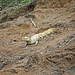 8. White Caiman (Caiman crocodylus), On Route To Refugio Amazonas, Tambopata National Reserve, Madre De Dios, Peru