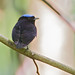 blue-crowned manakin (pipra coronata)