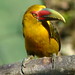 Saffron toucanet (Pteroglossus bailloni)