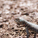 Peters' Lava Lizard | Guaripete Común (Tropidurus hispidus)