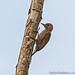 Little Woodpecker