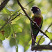 Venezuelan Parakeet | Perico Pintado ( Pyrrhura picta emma)