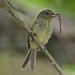 0856 Olivaceous Flatbill