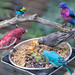Tanagers and Cotingas - Aviary next to Tour Bus Loading - San Diego Zoo