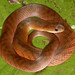 Velvety Swamp Snake (Liophis typhlus typhlus)