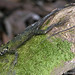 Plica umbra (Blue-Lipped Tree Runner or Blue-lipped Tree Lizard)