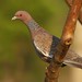 Asa-branca ou Pombão | Picazuro Pigeon (Patagioenas picazuro)