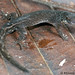 Pseudogonatodes guianensis (Guyana Clawed Gecko or Amazon Pygmy Gecko)