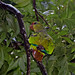 Papagaio-de-peito-roxo (Amazona vinacea)